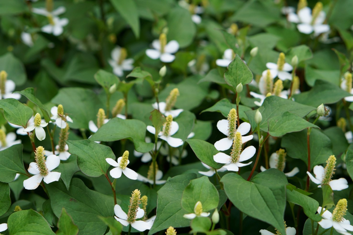 Houttuynia cordata 'dokudami'