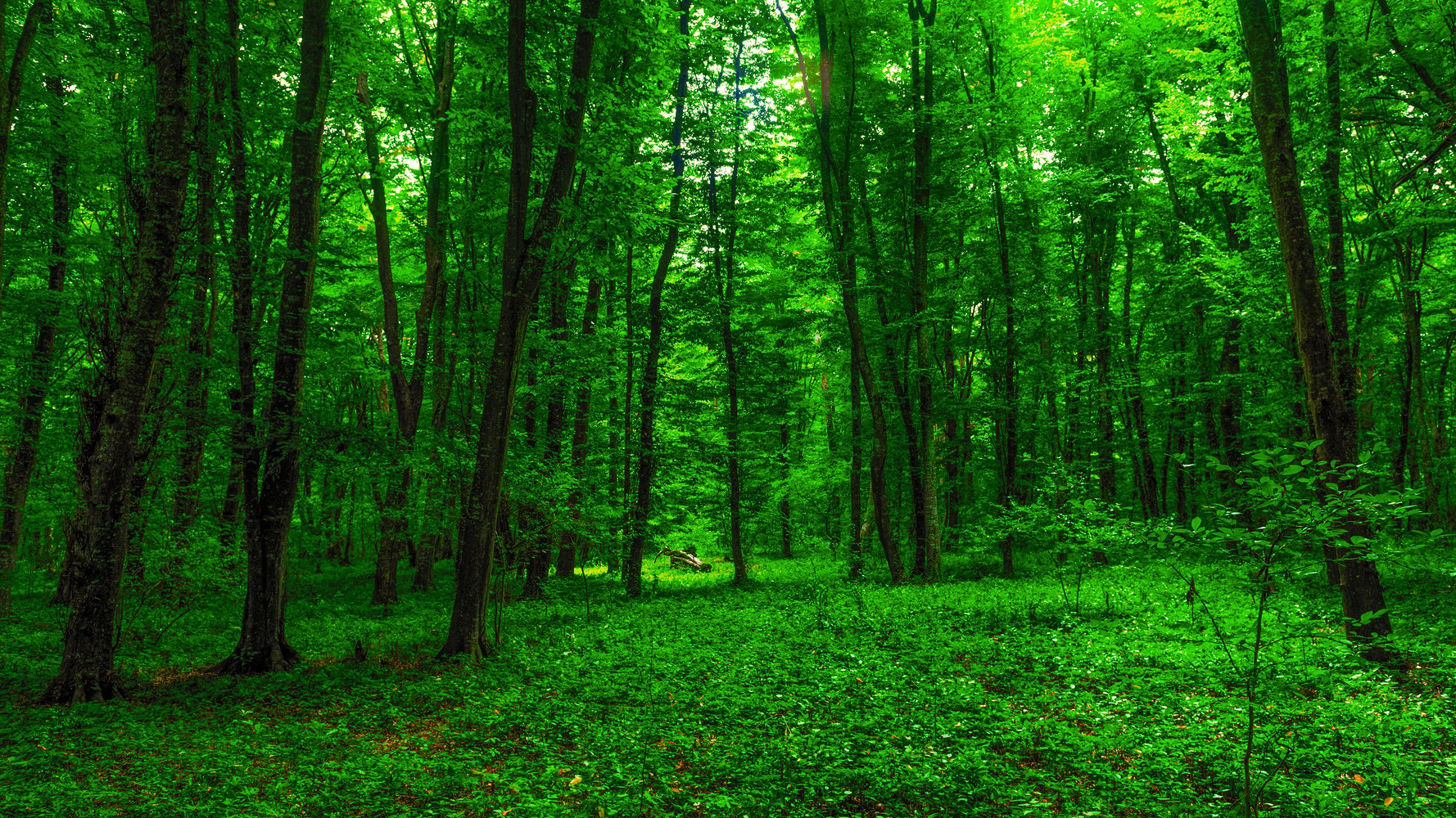 Brightly Green Forest